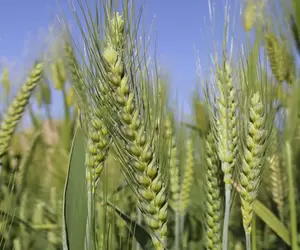 برنامج زراعة القمح من البداية إلى الحصاد