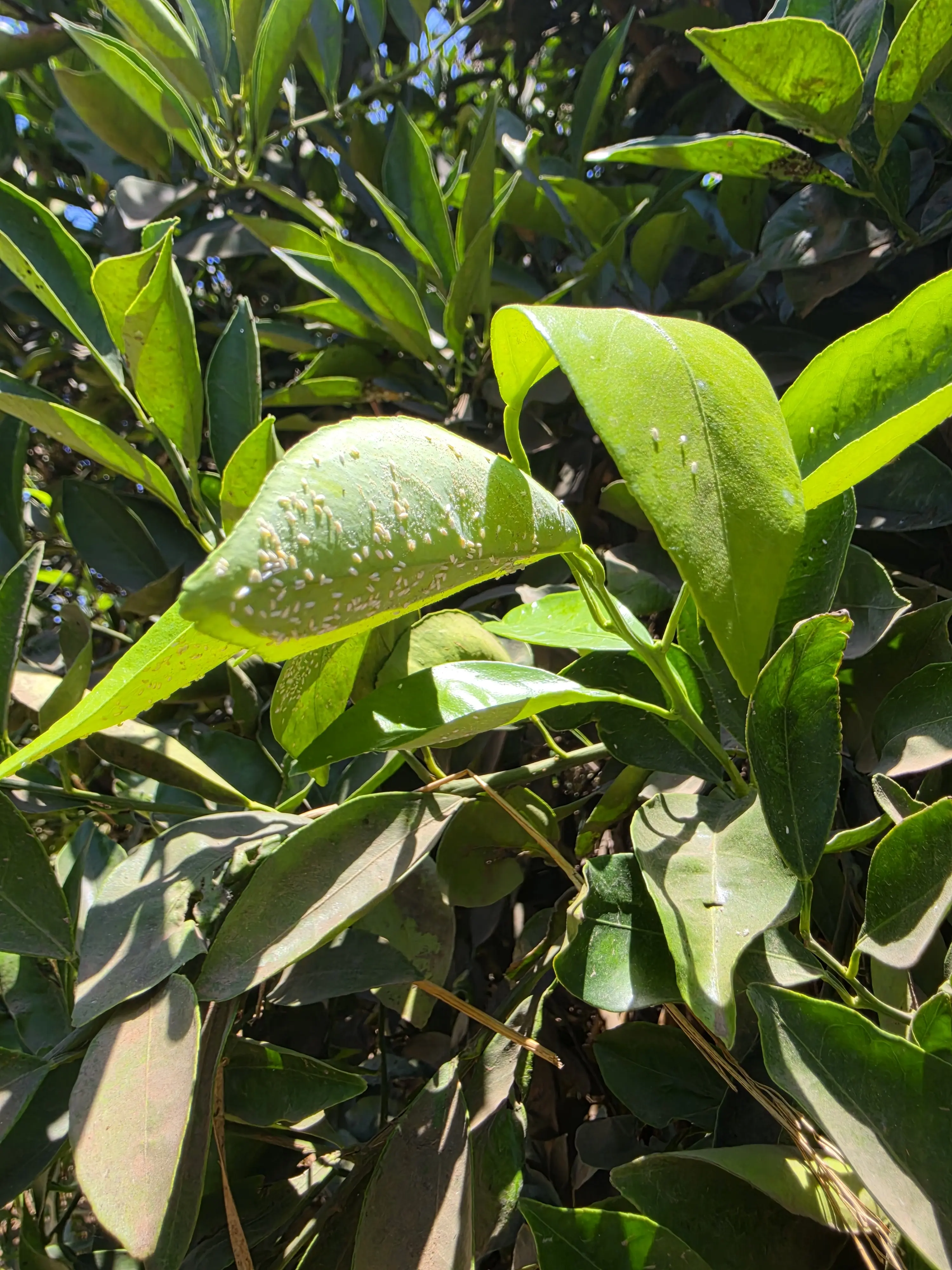 الذبابة البيضاء الصوفية: الآفة الغازية التي تهدد بساتين الليمون والموالح Woolly Whitefly