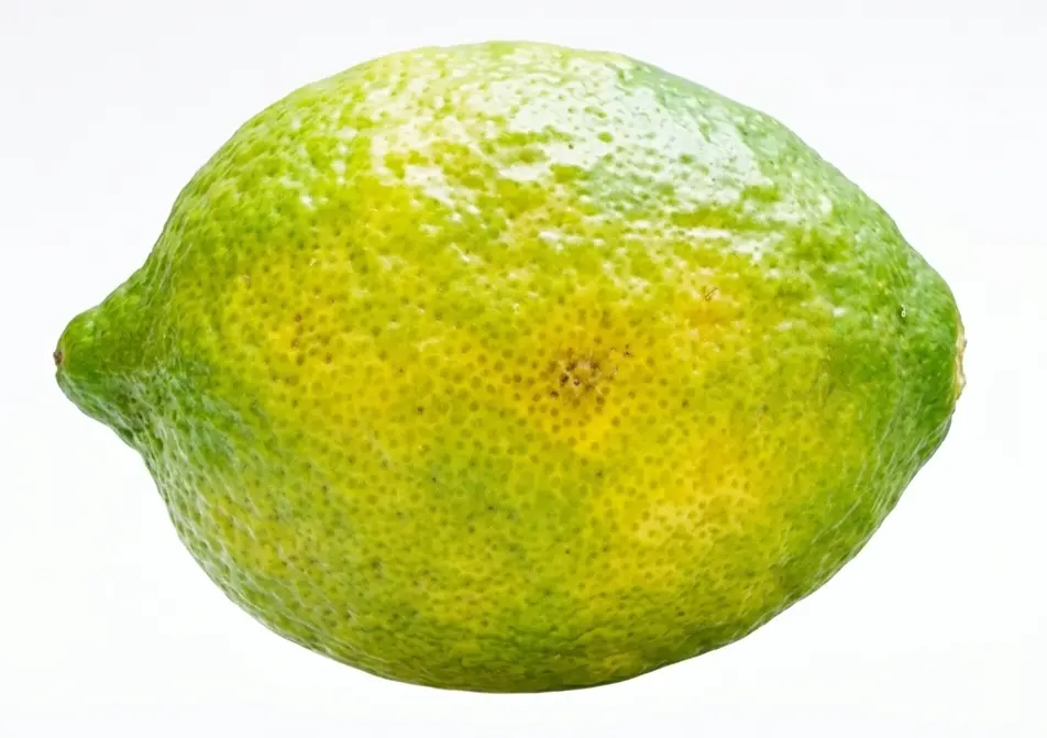 فطر الأنثراكنوز في الموالح (Citrus Anthracnose)